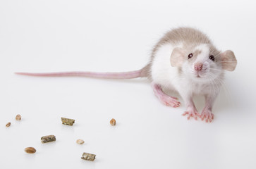 cute mouse isolated on a white background