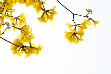 yellow flowers isolated background