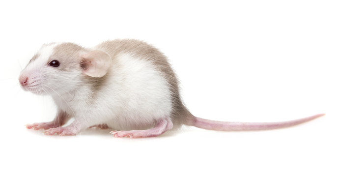cute little mouse on white background