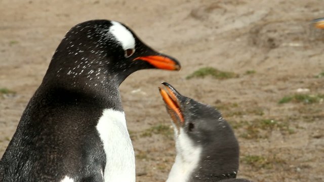 Gentoo penguin is feeding his baby