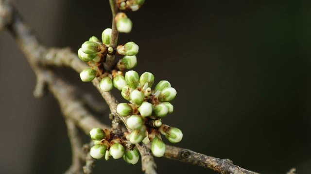 Schlehe vor der Bl&uuml;te
