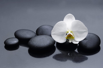 Fototapeta na wymiar Still life with white orchid with zen stone