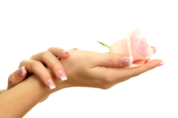 Naklejka premium Beautiful woman hands with rose, isolated on white