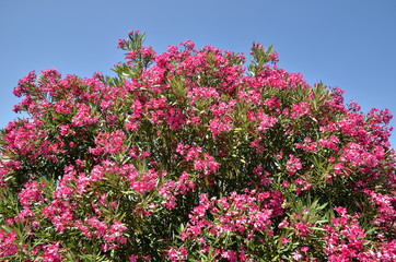 Obraz na płótnie Canvas Red oleander kwiaty