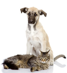 cat and dog . Isolated on a white