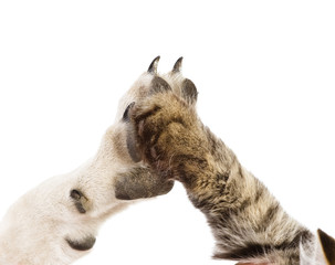 cat and dog making hi-five gesture. isolated on white