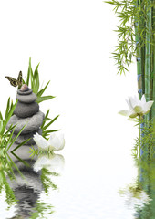 Fototapeta premium composition flore aquatique zen relaxation