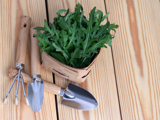 garden work tools with ruccola in a busket