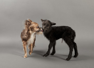 Lamm und Chihuahua
