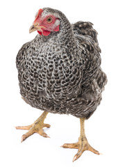 a hen isolated on a white background