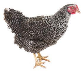 hen isolated on a white background