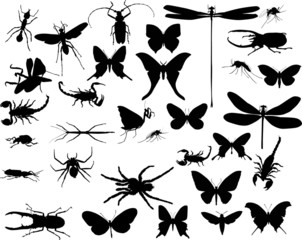 insects and spiders collection on white