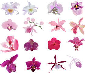 sixteen orchids collection isolated on white