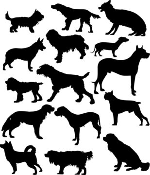 fifteen dog silhouettes isolated on white