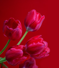 Fototapeta premium Tulips