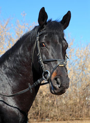 Fototapeta premium Portrait of a black stallion