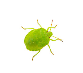 Green shield bug