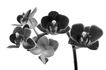 Papier Peint photo autocollant Orchidée Orchidée rose