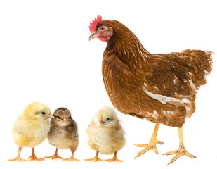 chickens and hen