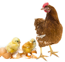 two newborn chickens and her mother hen