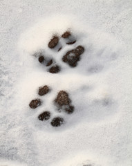 Kitty footprint in the snow