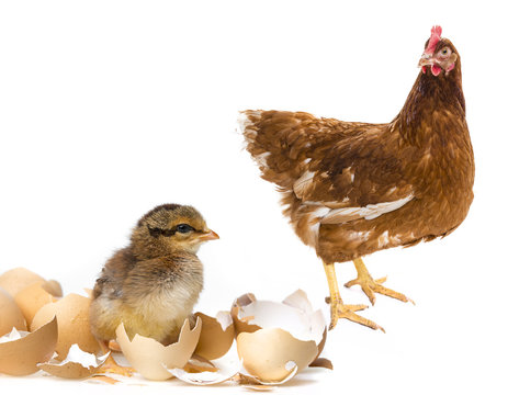 newborn chicken and her mother hen