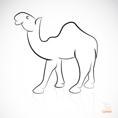 Vector image of an camel on white background