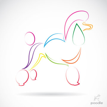 Vector image of an dog (poodle) , illustration - vector