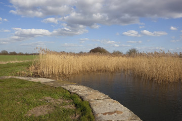 reed beds and canal