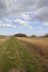 reed bed in springtime