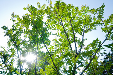 新緑の葉