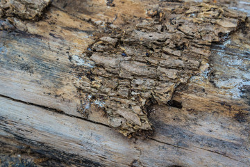 Wood