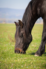 Horse on a spring pasture