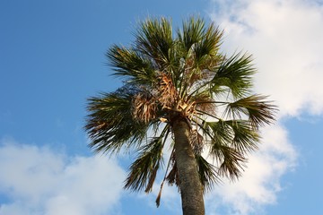 sabal palm against blue sky - obrazy, fototapety, plakaty