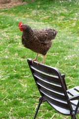 Glückliches Huhn am Stuhl