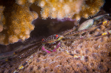 crab in coral