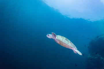 Fototapeta na wymiar żółw morski