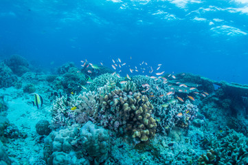 Fototapeta na wymiar coral fish