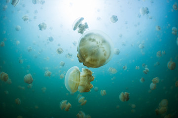 Naklejka premium snorkeling in Jellyfish lake, Palau