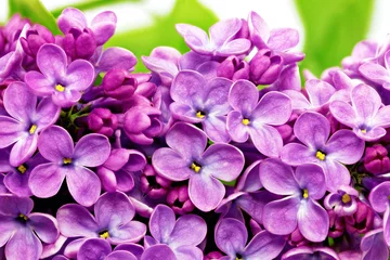 Peel and stick wall murals Macro Beautiful Bunch of Lilac close-up