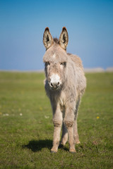 A donkey standing in a pasture.