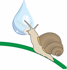 snail and a drop