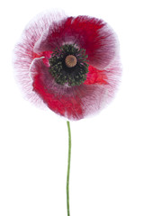 Fototapeta premium poppy