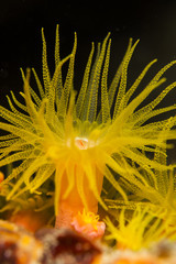Naklejka premium Tubastrea, sun coral, sun polyps
