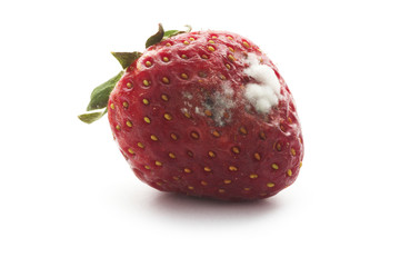 strawberry with mildew