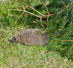 Riccio europeo - Erinaceus europaeus © PHOTOERICK