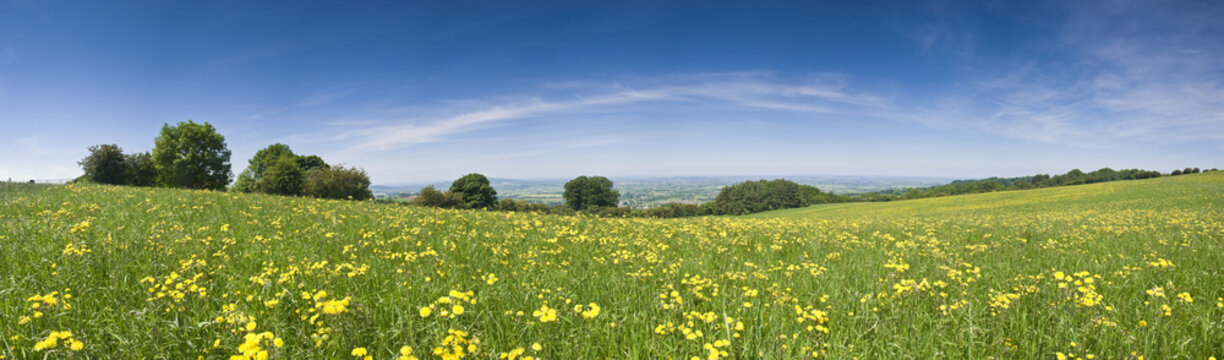 Buttercup Field, Rural Landscape.