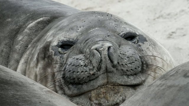 Southern elephant seal ist looking into the camera