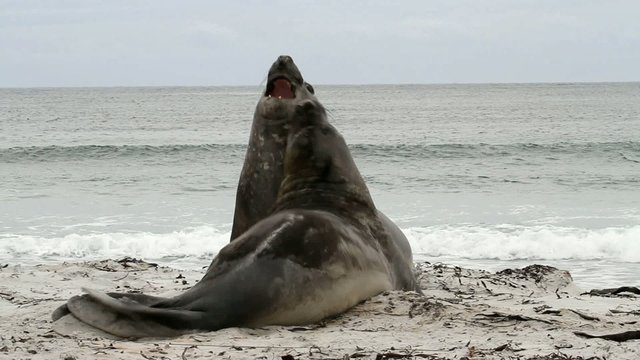 Southern elephant seals are fighting