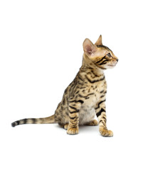 kitten
